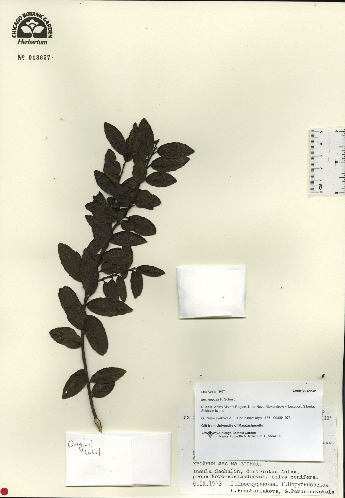 Ilex rugosa image