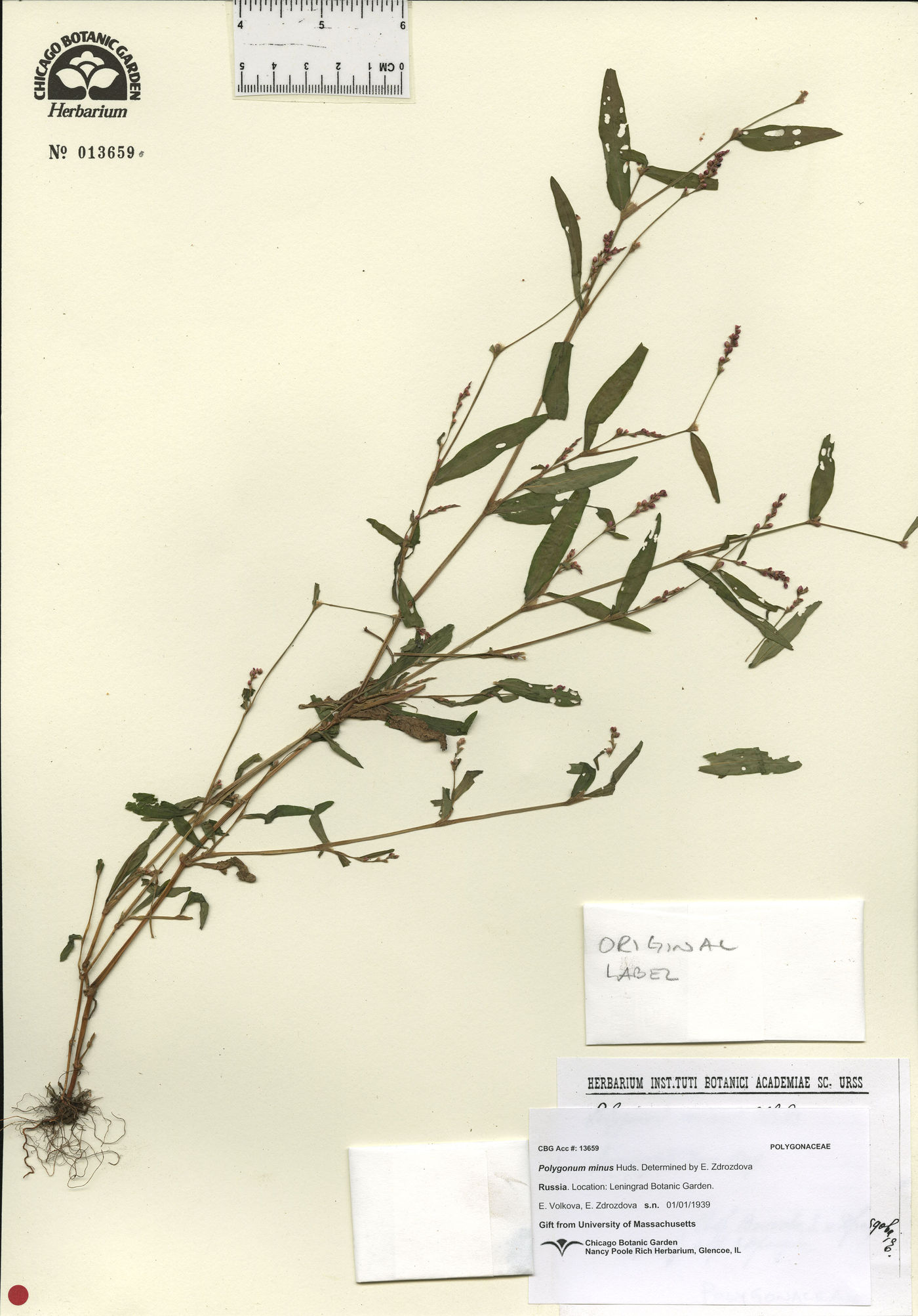 Polygonum persicaria image