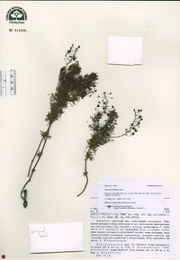 Veronica filifolia image