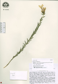 Image of Linum heterosepalum