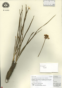 Allium oreoprasum image