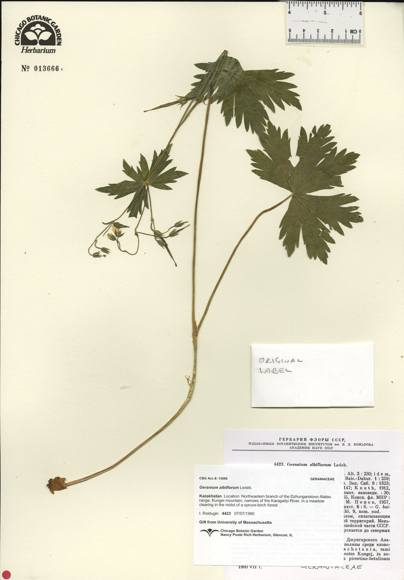 Geranium albiflorum image