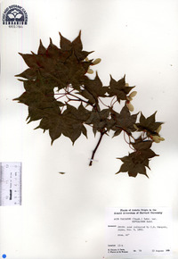 Acer palmatum image