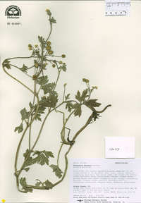 Ranunculus macounii image