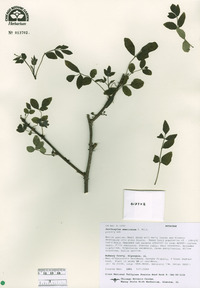 Zanthoxylum americanum image