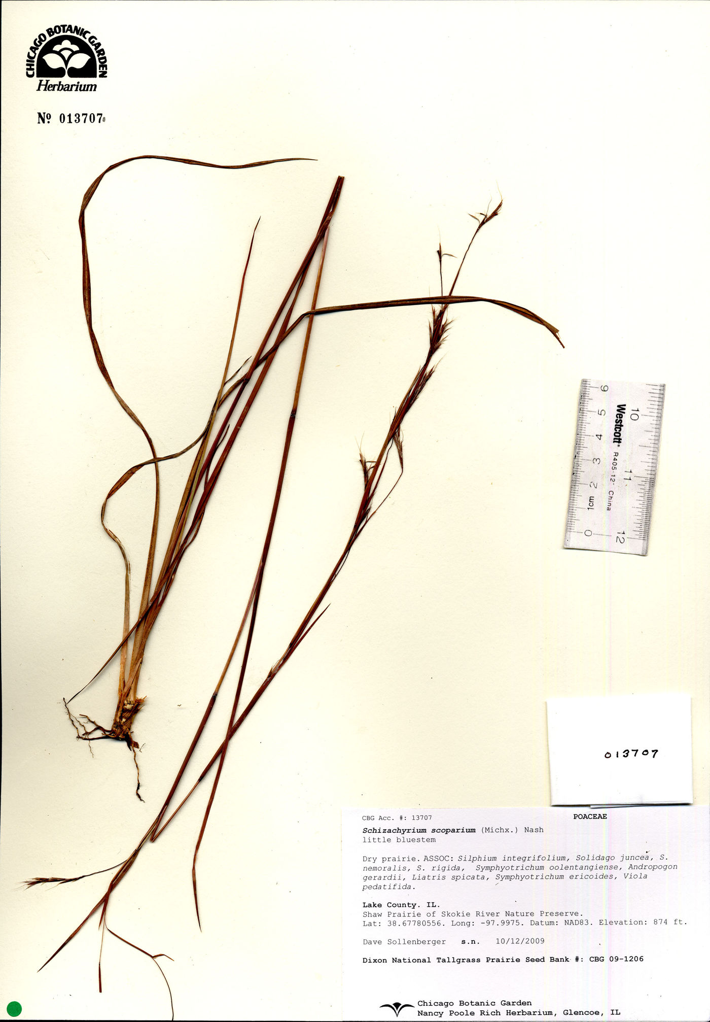 Schizachyrium scoparium var. scoparium image