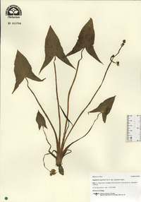 Sagittaria montevidensis image