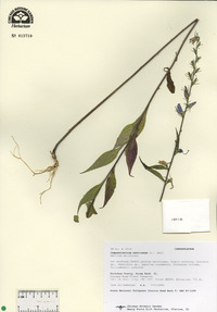 Campanulastrum americanum image