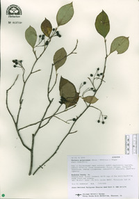 Photinia melanocarpa image