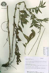 Agrimonia parviflora image