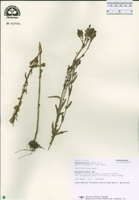 Hypericum majus image