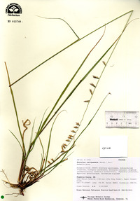 Bouteloua curtipendula var. curtipendula image