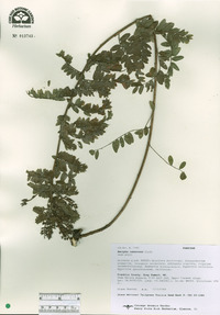 Amorpha canescens image