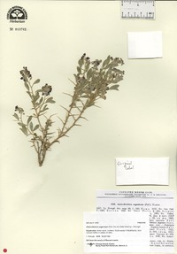 Ammodendron bifolium image