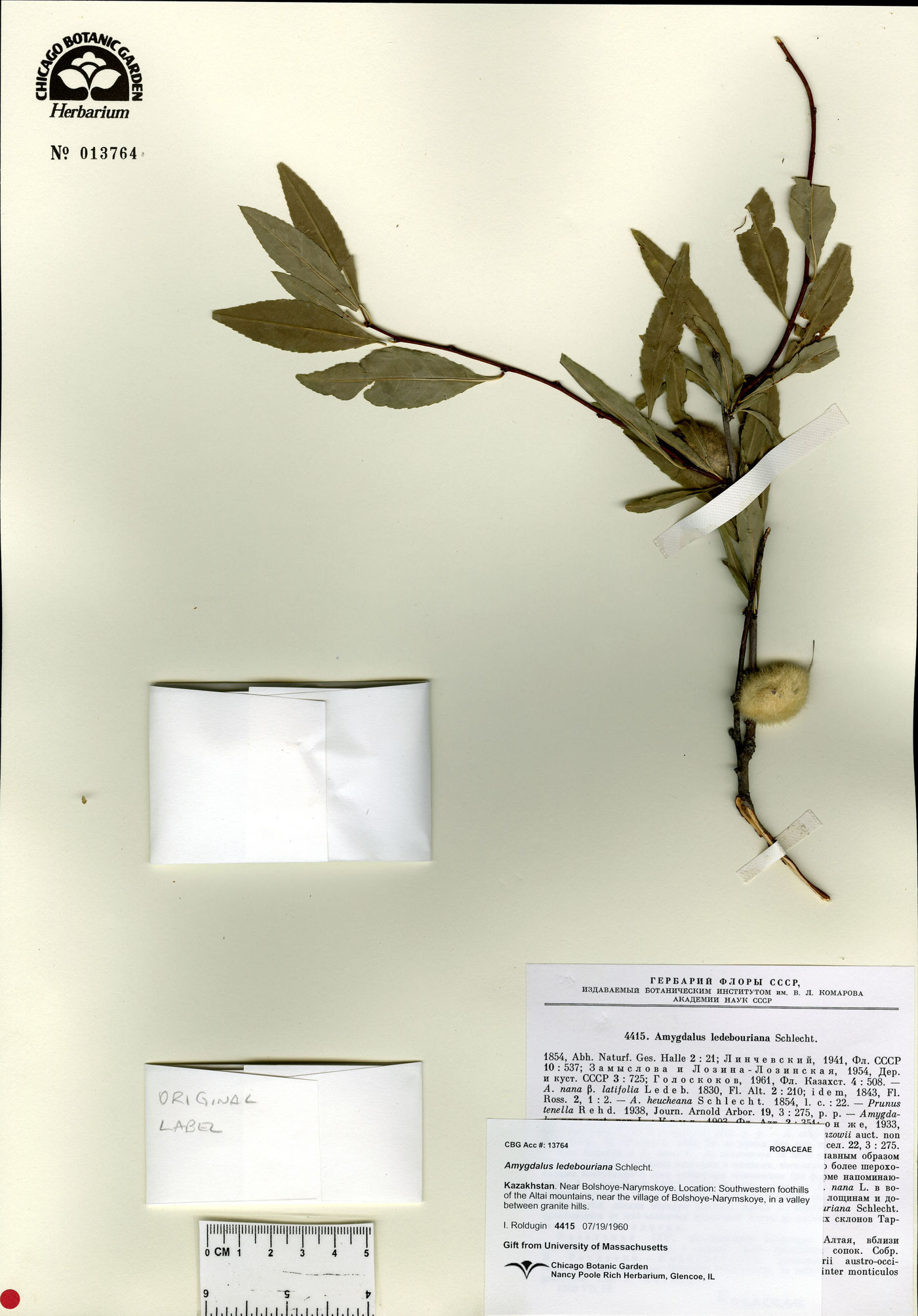 Prunus ledebouriana image