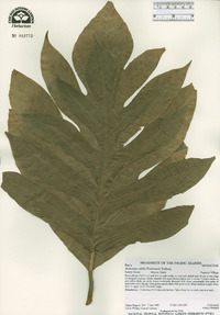 Artocarpus altilis image