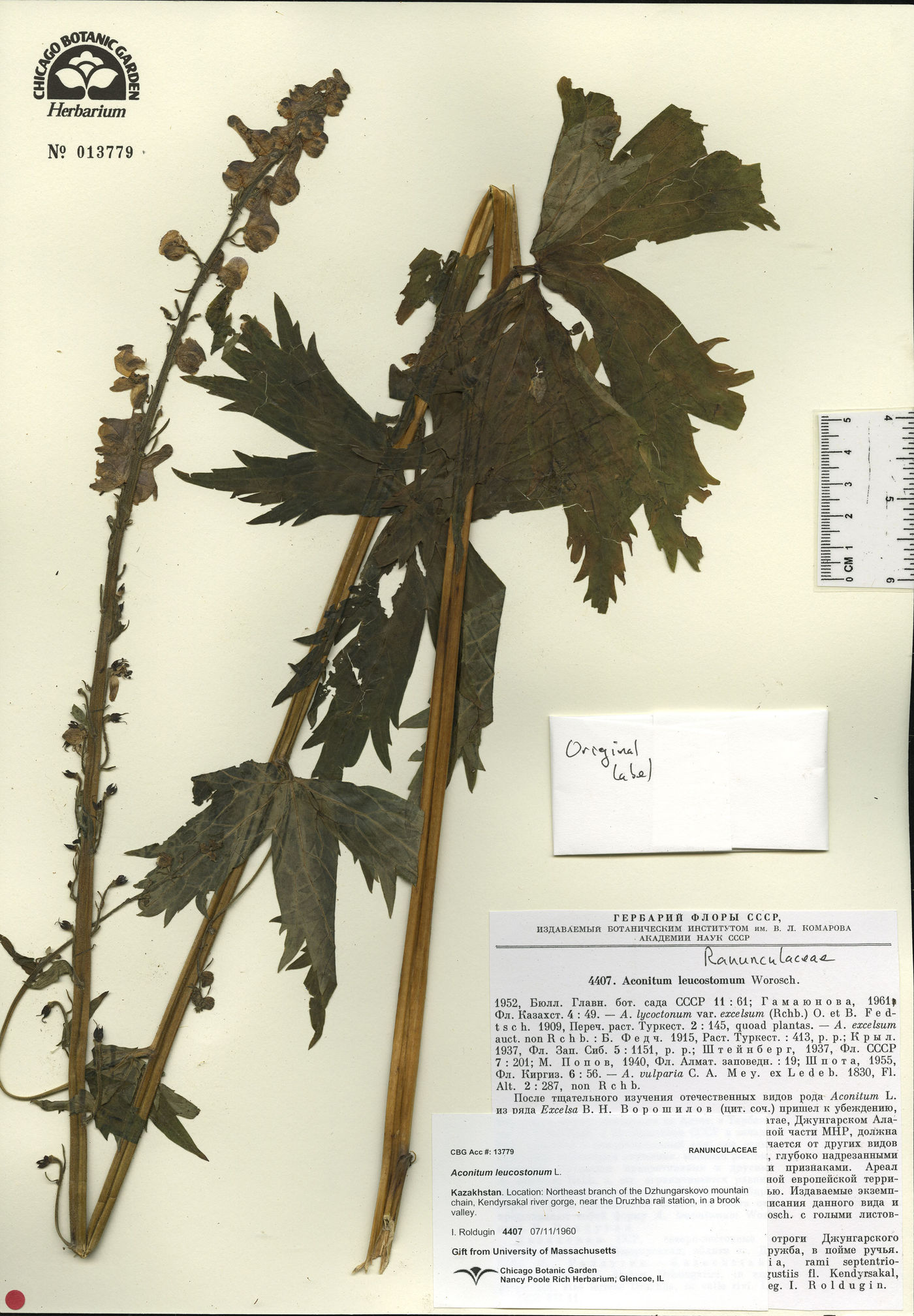 Aconitum leucostomum image