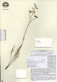 Crepidifolium tenuifolium image