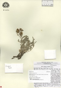 Psephellus sumensis image