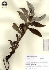 Cirsium altissimum image