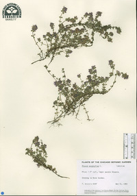 Thymus serpyllum image