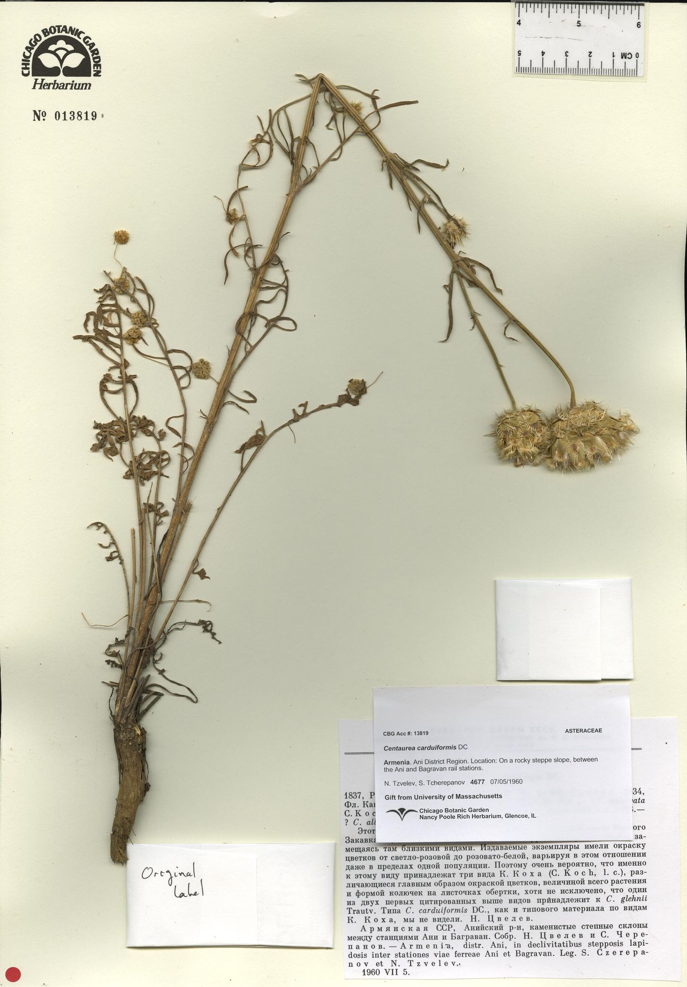 Centaurea carduiformis image