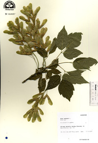 Acer negundo var. negundo image