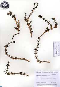 Image of Lampranthus emarginatus