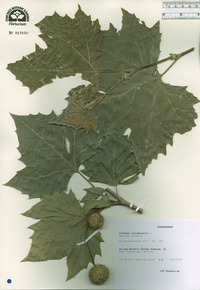 Platanus occidentalis image