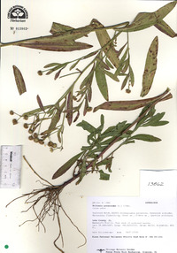 Boltonia asteroides image