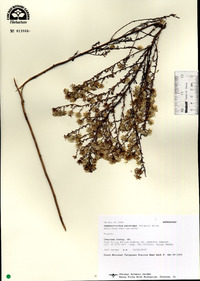 Symphyotrichum parviceps image