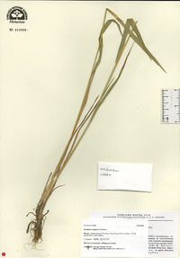 Hordeum bogdanii image