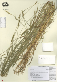 Hordeum bogdanii image