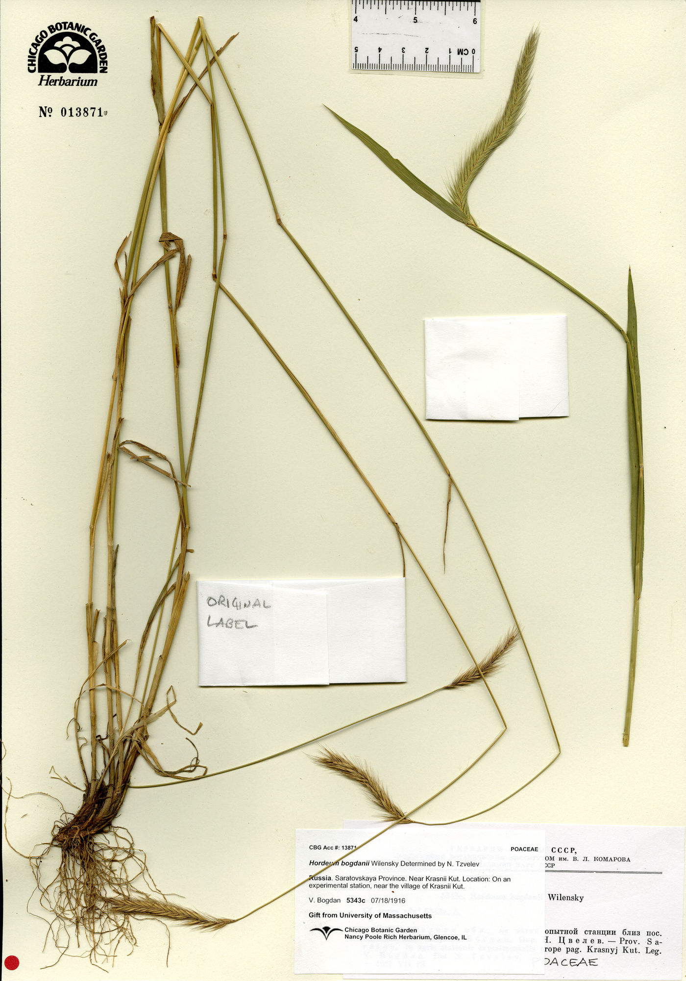 Hordeum bogdanii image