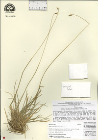 Hordeum brevisubulatum image