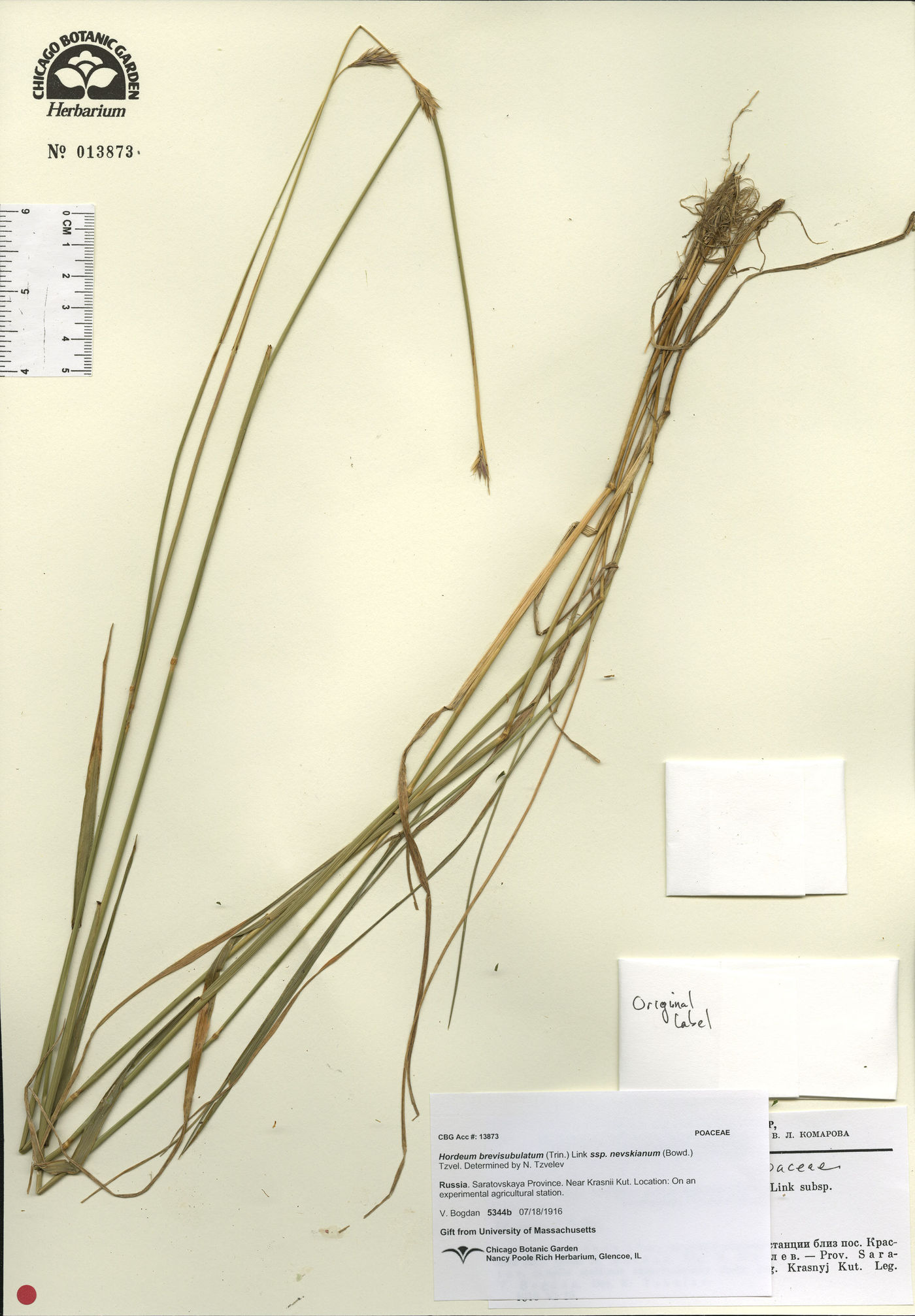 Hordeum brevisubulatum image