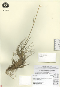 Hordeum brevisubulatum image