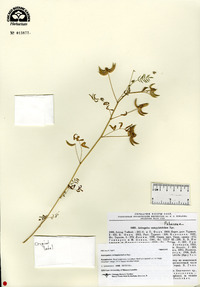 Image of Astragalus campylotrichus