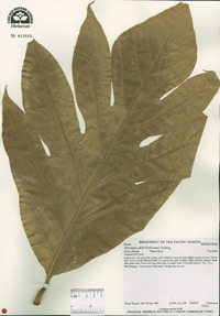 Artocarpus altilis image