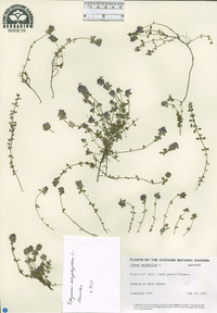 Thymus serpyllum image