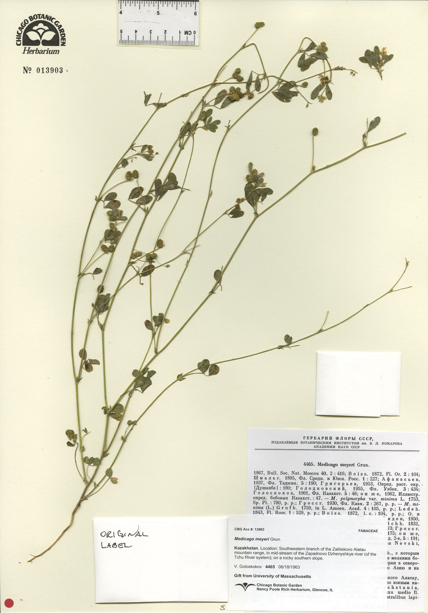 Medicago meyeri image