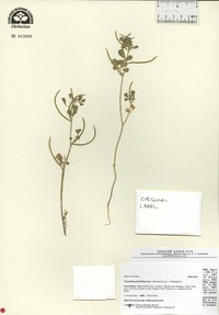 Image of Trigonella geminiflora