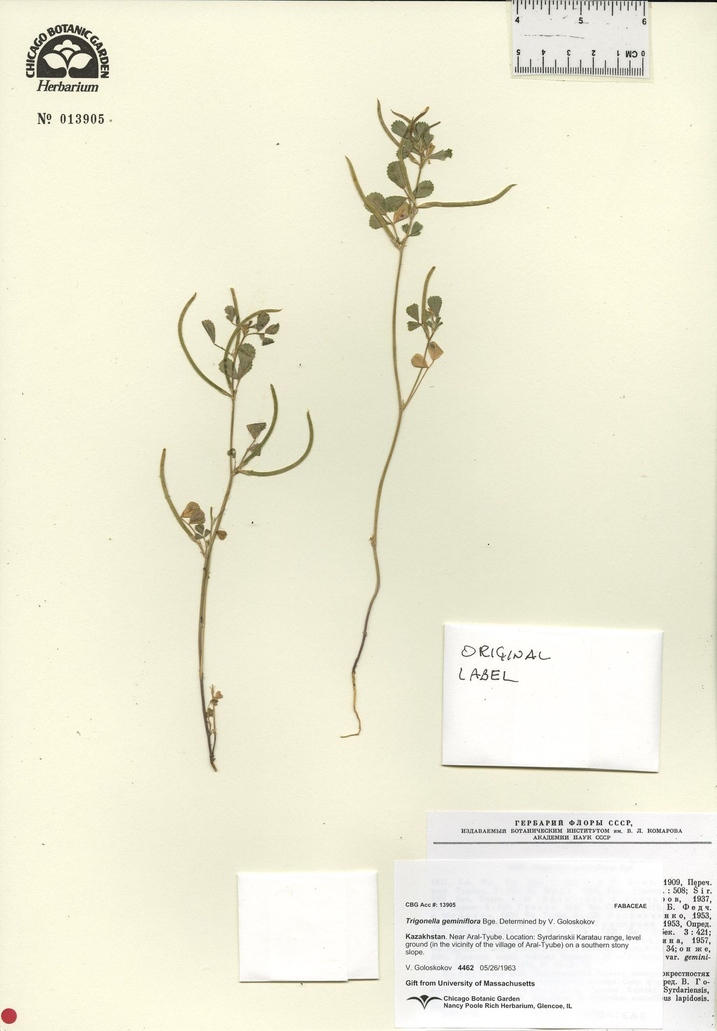 Trigonella geminiflora image