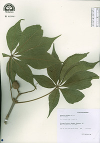 Aesculus glabra image