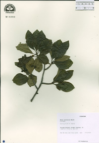 Nyssa sylvatica image