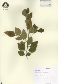 Betula nigra image