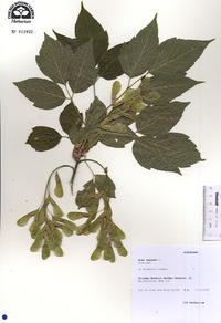 Acer negundo var. negundo image