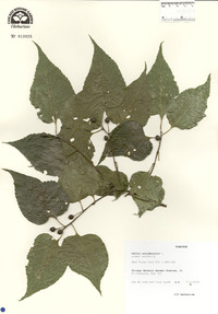 Celtis occidentalis image