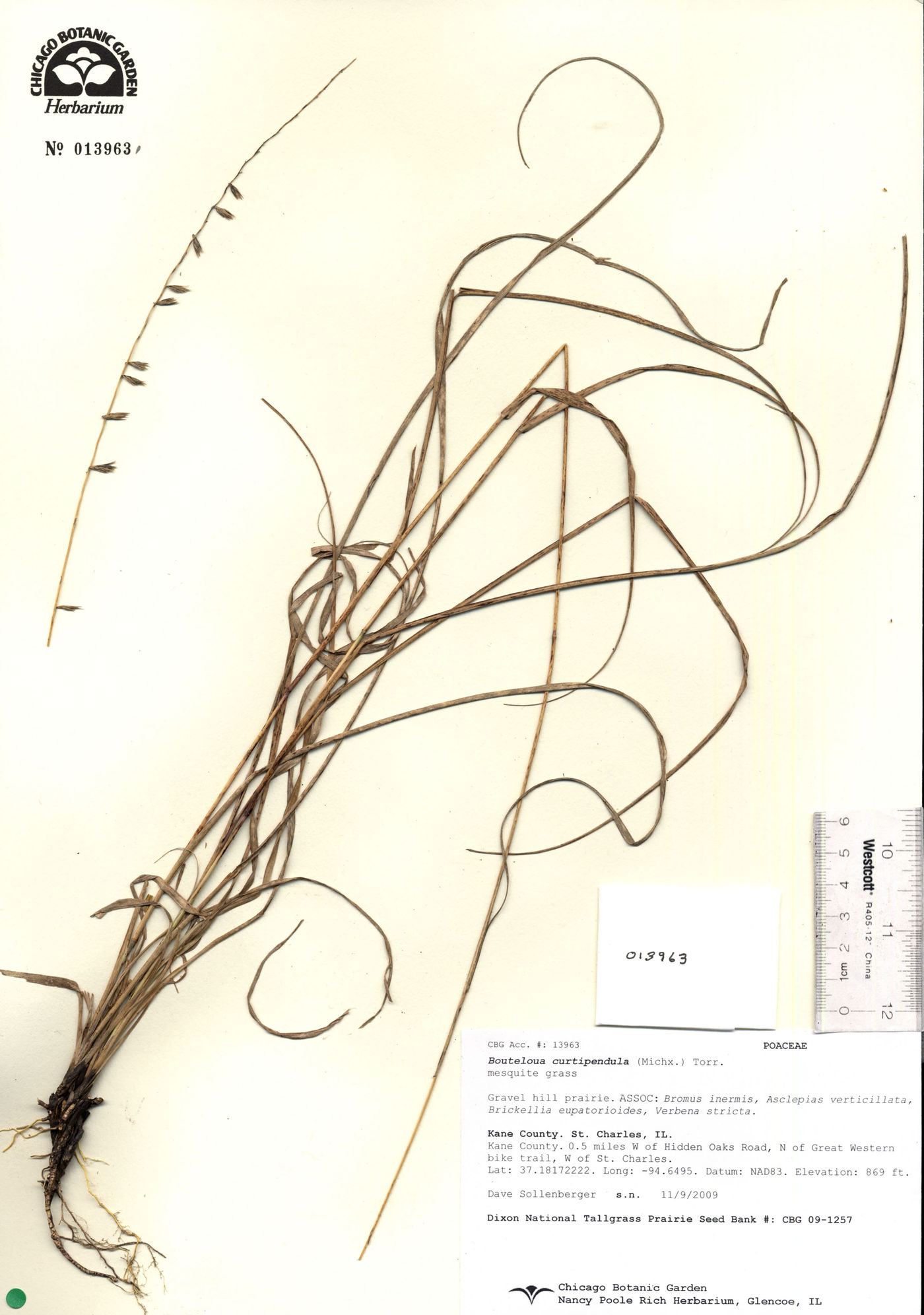 Bouteloua curtipendula var. curtipendula image