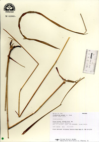 Sorghastrum nutans image